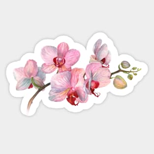 Orchid. Exclusive present. Gift for a friend. Funny art print Sticker